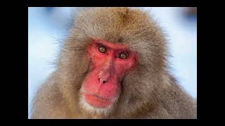 ,,🐵パンチくんのかわいい一日！子ザルと遊ぶ癒しの瞬間💖#パンチくん #ニホンザル #市川市動植物園 #子ザル #動物 #癒し #かわいい #Monkey #Japan