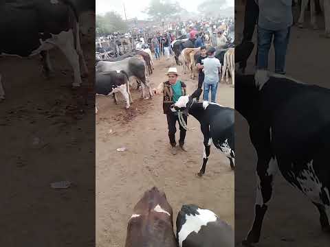 Feira de Gado de Cachoeirinha Pernambuco 04-12-2025 #viraliza