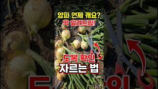 양파 수확 후 줄기 '이렇게' 자르면 무조건 다 썩습니다! 🚨 #양파키우기 #shorts