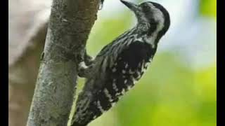 Download lagu Suara pikat burung pelatuk beras mp3