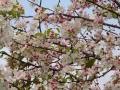 Tous les arbres sont en fleurs - Nana Mouskouri & Lenou