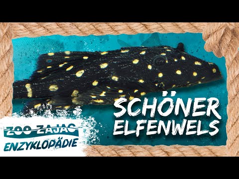 SCHÖNSTE ELFE? | FISCHENZYKLOPÄDIE | Zoo Zajac