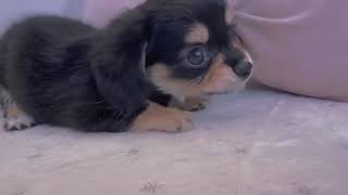 ハーフ犬の動画01