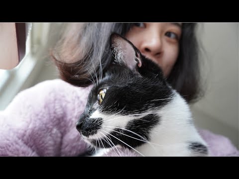 A Day in Mako's Life | How much attention does a cat need?
