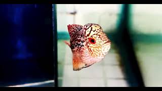 Có tật có tài, Super VIP nhí f2 sdt zalo 0938882816