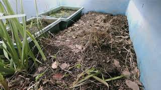 ダルマガエル観察ライブ20250912