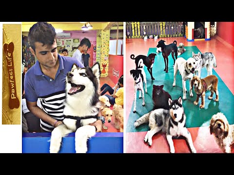 download lagu mp3 mp4 Dog Restaurant In Mumbai, download lagu Dog Restaurant In Mumbai gratis, unduh video klip Dog Restaurant In Mumbai
