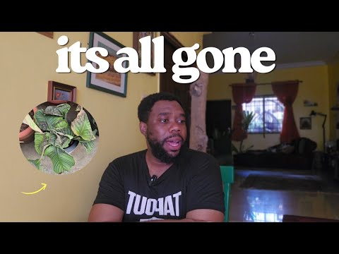 My Plants Are Gone – What Survived & My Comeback Plan