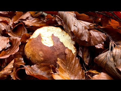 FUNGHI PORCINI CHE PASSIONE #69 2022-11-17 🍄 #69