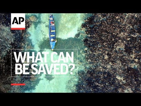 Empower Jamaican Fishermen to Restore Marine-Life