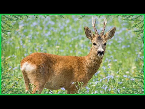 Srnec obecný - pár minut povídání o něm