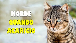 Por que o GATO me morde quando faço carinho - Gatil Hauser