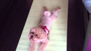 Our cute brown poodle BB doing yoga! 可愛的紅貴賓做瑜珈！