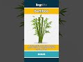 bamboo - a tall plant with hard, hol... video thumbnail