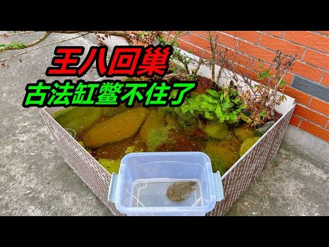 養鱉好嗎