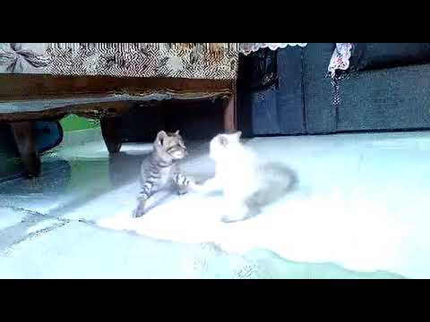 fight of cat🐈🐈🐈🐱🐱🐱