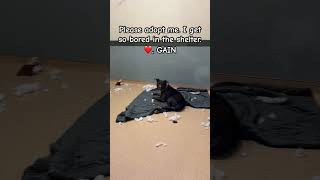 Video preview image #1 Mutt Puppy For Sale in Virginia Beach, VA, USA