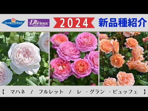 園芸 フレンチローズブッシュ