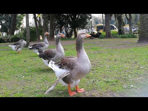Walking and picnicking in the center of Lisbon - Jardim da Estrela