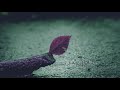 Zhu Ft Yuna Sky Is Crying Slowed Reverb