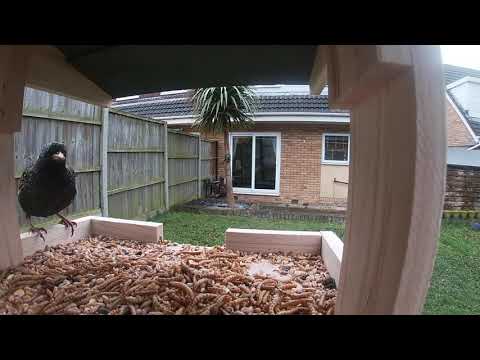GoPro UK Bird Table Day 1