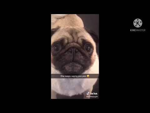 Cute Pugs Tiktok compilation 🐶
