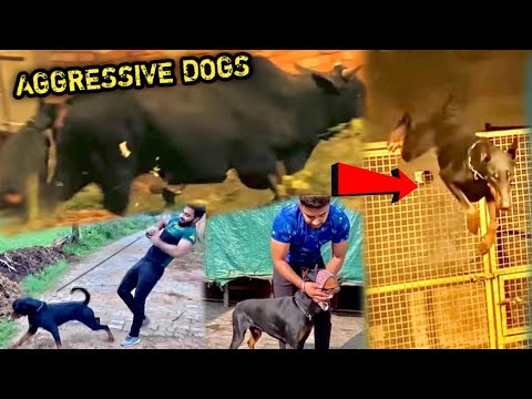 Mere Paas Hai Khoonkhaar, Intelligent Aur Unique Dogs 🐕