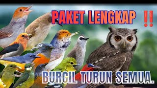 Download lagu Suara Pikat Burcil Korlap, Kamande,Konin,Sepah Raja, Rematuk laut, Trucukan Terbaru 2026. mp3