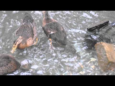 Juvenile And Mother Ducks in Juneau Salmon Bake Pond