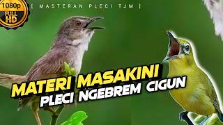Download lagu 🔴 LIVE Masteran Pleci Materi Masakini Yang Lagi Viral Ngalas Bren Cigun !! mp3 Download lagu 🔴 LIVE Masteran Pleci Materi Masakini Yang Lagi Viral Ngalas Bren Cigun !! mp3