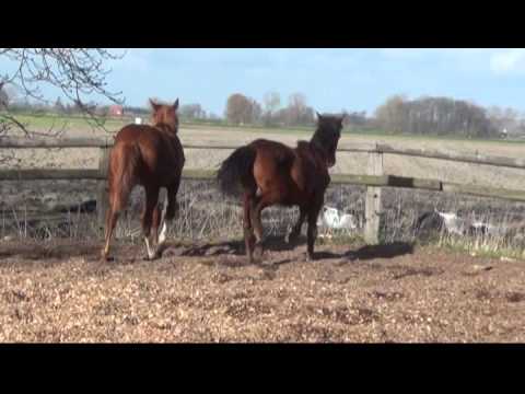 Hengstjährlinge von Balou du Rouet und von Quintender