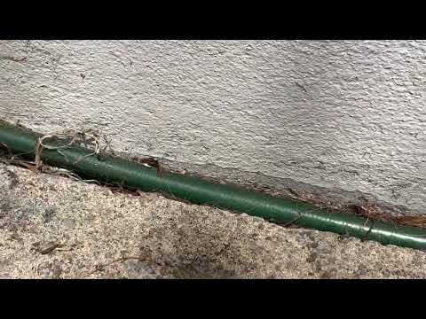 Lots of Ants All Around the Home in Bradley Beach, NJ