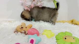 ハーフ犬の動画01