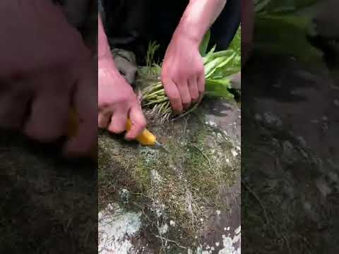 How amazing to grow orchids propagate plant fast and easy #2712