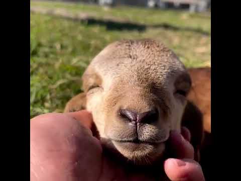 Massage at best 🤡💝