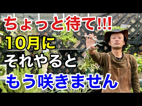 園芸 疑わしいオーニソガラス