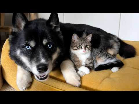 Mein Husky wollte ein Kätzchen fangen! Und dann passierte das!