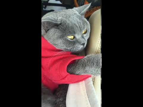 Boodles The British Shorthair Cat Car Ride