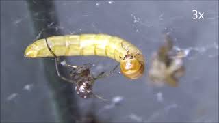 Yalancı Karadul Çifti #steatoda,#spider