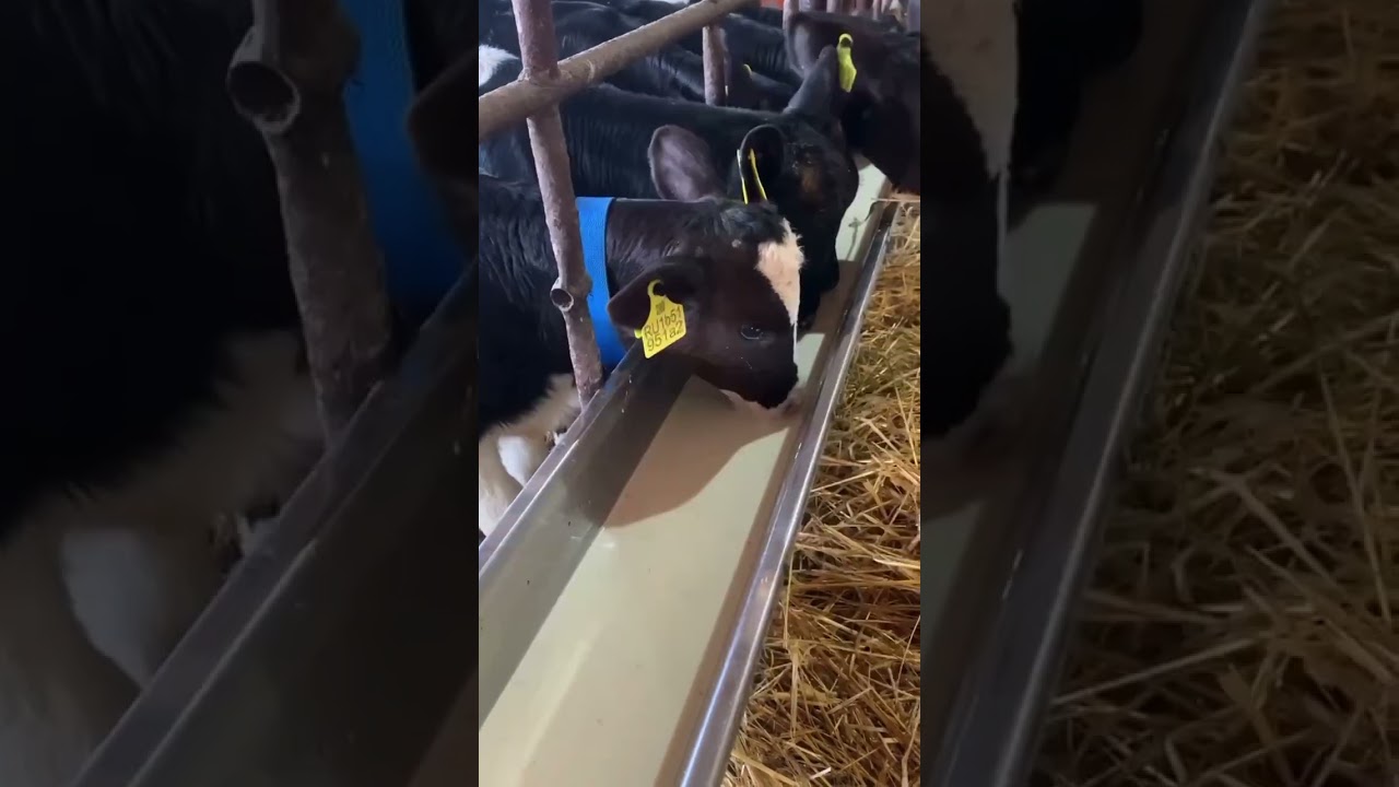 5 признаков обезвоживания телят