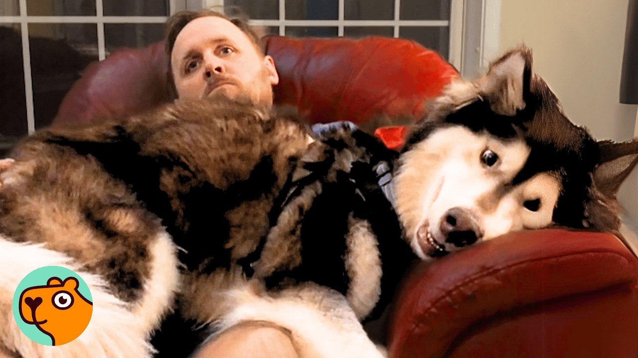 Man Said "No More Pets," But One Look at Dog Changed Everything | Cuddle Buddies