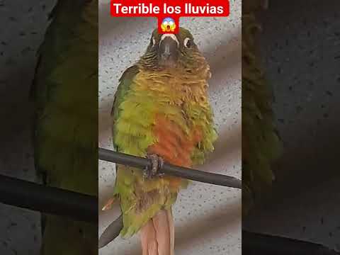 terrible las lluvias en las Garcitas Chaco 😱