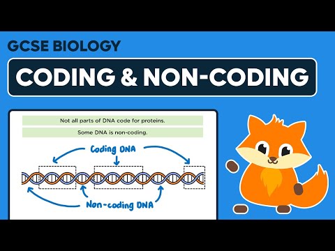 Coding and Non-coding DNA - GCSE Biology
