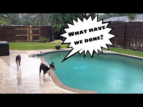 Basenjis In The Rain!