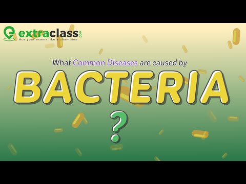 What common diseases are caused by bacteria | Biology | Extraclass.com