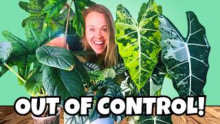 My Alocasia’s Wouldnt Grow… Now they won't STOP!