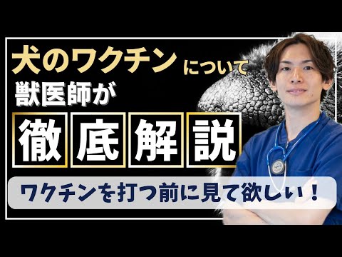 犬のリーシュマニア症:症状、ワクチン接種、平均余命