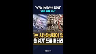 늑구는 사냥 능력이 없어요..'굶어 죽을 위기'  #shorts