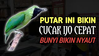 Download lagu Mantap CUCAK IJO GACOR NGEPLONG BONGKAR MATERI, PANCINGAN DAN MASTERAN TERBAIK mp3
