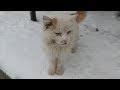 Old White Cat With An Orange Tail Strong Wind